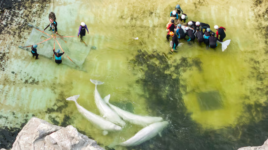 Белуха из Marineland умерла в Испании — третья смерть после переезда из Ниагара-Фолс